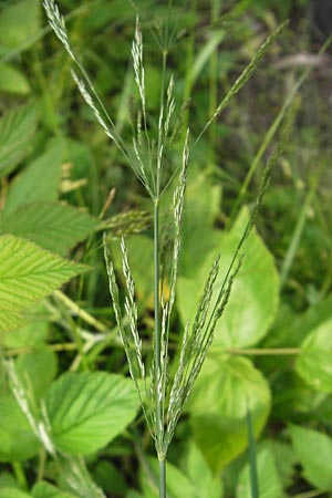 Agrostis stolonifera \ Weies Straugras / Creeping Bentgrass, D Lobbach-Waldwimmersbach 21.6.2013