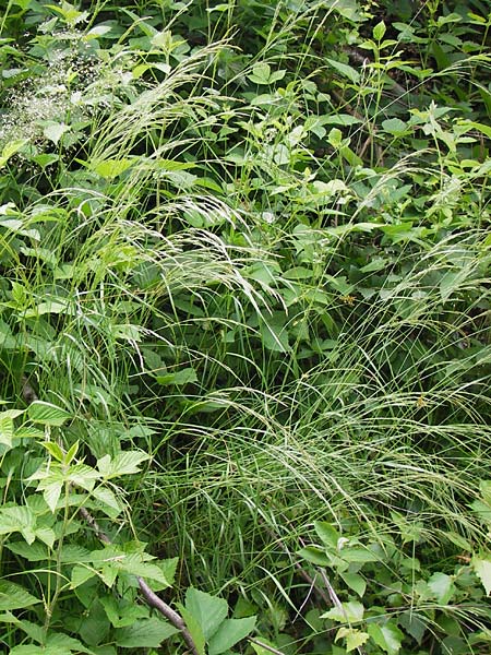 Agrostis stolonifera / Creeping Bentgrass, D Lobbach-Waldwimmersbach 21.6.2013