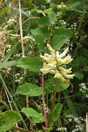 Astragalus glycyphyllos / Wild Liquorice, D Bruchsal 22.6.2013