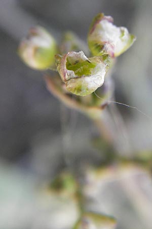 Alisma gramineum \ Gras-Froschlffel / Ribbon-Leaved Water-Plantain, D Pfalz, Wörth 2.9.2013