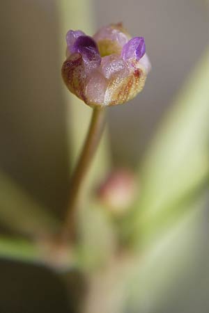 Alisma lanceolatum / Water-Plantain, D Pfalz, Jockgrim 28.9.2013