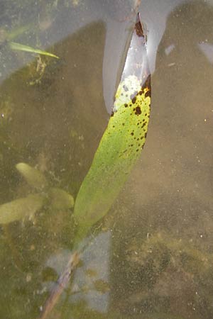 Alisma lanceolatum \ Lanzettblttriger Froschlffel / Water-Plantain, D Pfalz, Jockgrim 28.9.2013