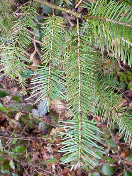 Pseudotsuga menziesii \ Grne Douglasie / Douglas Fir, D Odenwald, Heddesbach 18.3.2014