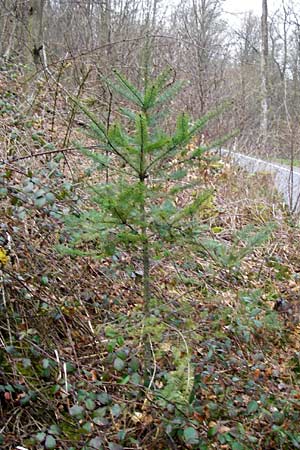 Pseudotsuga menziesii / Douglas Fir, D Odenwald, Heddesbach 18.3.2014