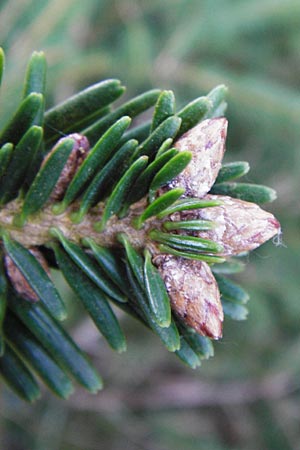 Abies grandis \ Riesen-Tanne, Ksten-Tanne / Grand Fir, D Odenwald, Finkenbach 20.3.2014