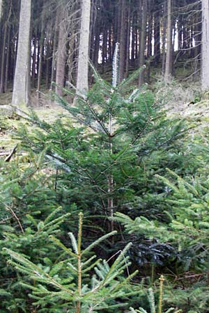 Abies grandis \ Riesen-Tanne, Ksten-Tanne / Grand Fir, D Odenwald, Finkenbach 20.3.2014