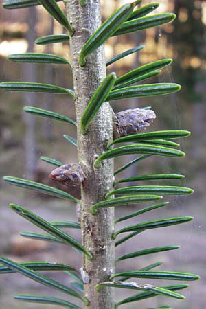 Abies grandis \ Riesen-Tanne, Ksten-Tanne, D Odenwald, Finkenbach 20.3.2014