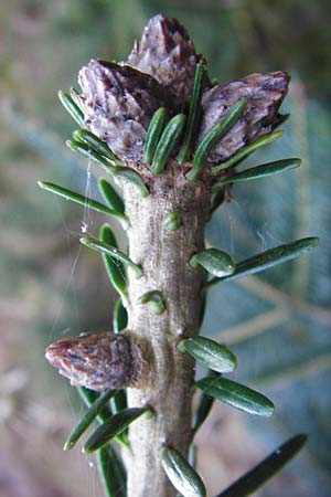 Abies grandis \ Riesen-Tanne, Ksten-Tanne / Grand Fir, D Odenwald, Finkenbach 20.3.2014