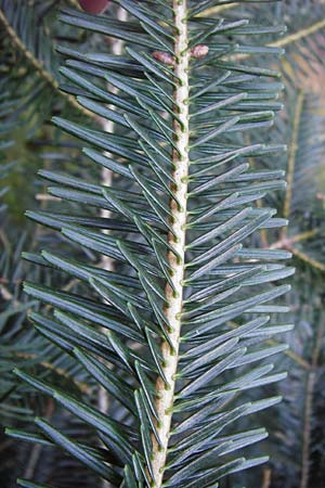 Abies grandis \ Riesen-Tanne, Ksten-Tanne, D Odenwald, Finkenbach 20.3.2014