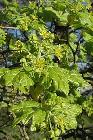 Acer campestre \ Feld-Ahorn / Field Maple, D Apfelberg 14.4.2007