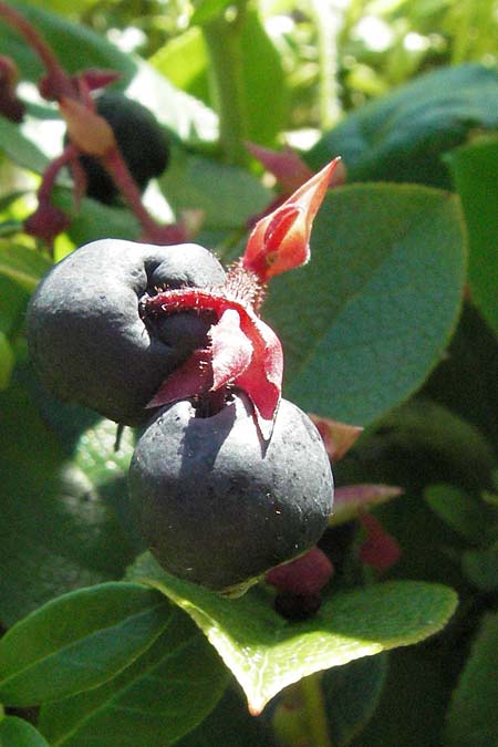 Vaccinium angustifolium x corymbosum \ Kultur-Heidelbeere / Half-Highbush Blueberry, D Botan. Gar.  Universit.  Mainz 4.8.2007