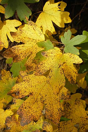 Acer campestre \ Feld-Ahorn / Field Maple, D Neuleiningen 12.10.2008