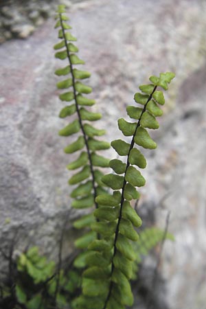 Asplenium trichomanes subsp. hastatum \ Spieblttriger Brauner Streifenfarn, Gehrter Brauner Streifenfarn, D Neckarsteinach 26.7.2011