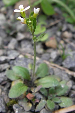 Arabis hirsuta / Hairy Rock-Cress, D Odenwald, Michelstadt 6.10.2012