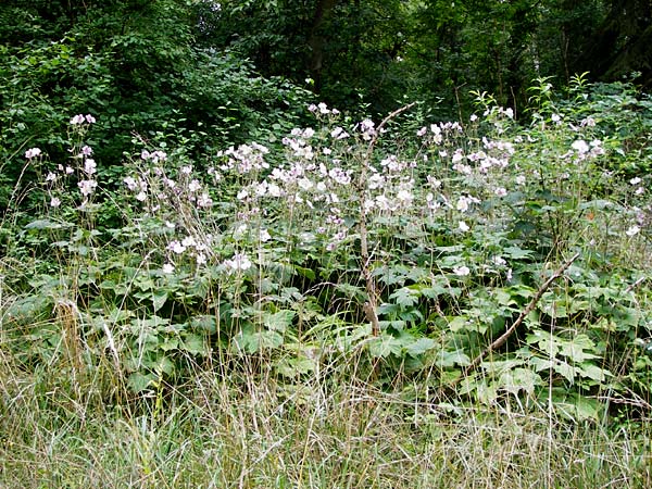 Anemone hupehensis \ Herbst-Anemone, D Mainz 3.8.2014