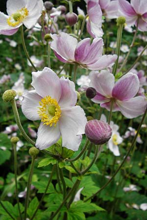 Anemone hupehensis \ Herbst-Anemone / Japanese Thimbleweed, Hupeh Anemone, D Mainz 3.8.2014