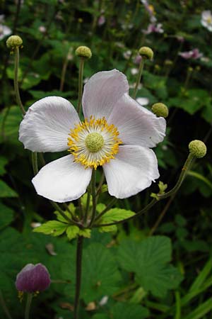 Anemone hupehensis \ Herbst-Anemone, D Mainz 3.8.2014