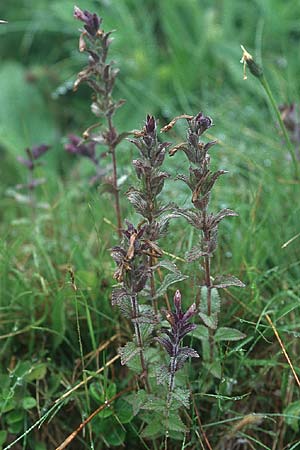 Bartsia alpina \ Alpenhelm, D Schwarzwald, Feldberg 1.7.2005