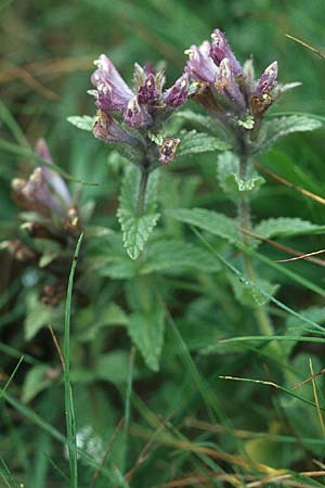 Bartsia alpina \ Alpenhelm, D Schwarzwald, Feldberg 1.7.2005