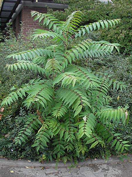 Ailanthus altissima \ Chinesischer Gtterbaum / Tree of Heaven, D Mannheim 25.9.2006