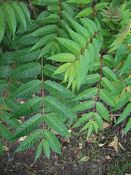 Ailanthus altissima \ Chinesischer Gtterbaum / Tree of Heaven, D Mannheim 25.9.2006