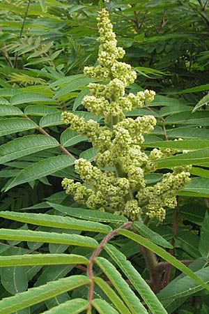 Rhus typhina \ Essigbaum / Stag's-Horn Sumach, D Heidelberg 22.5.2007