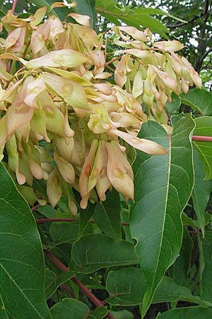 Ailanthus altissima / Tree of Heaven, D Mannheim 28.6.2007