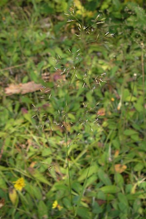 Agrostis gigantea \ Riesen-Straugras, Fiorin-Gras, D Brensbach 2.7.2013