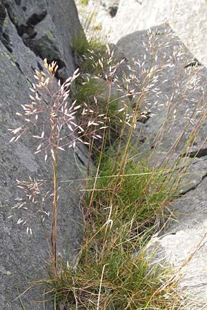 Deschampsia flexuosa \ Draht-Schmiele, D Rhön, Milseburg 6.7.2013