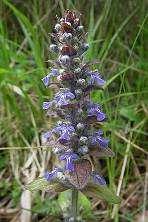 Ajuga reptans \ Kriechender Gnsel / Bugle, D Mannheim 26.4.2006