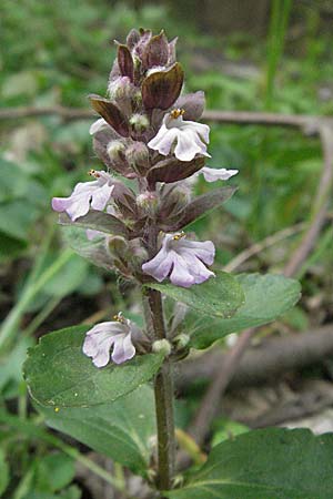 Ajuga reptans \ Kriechender Gnsel / Bugle, D Ketsch 4.5.2006