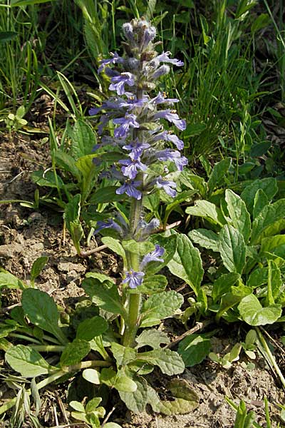 Ajuga reptans, Kriechender Gnsel