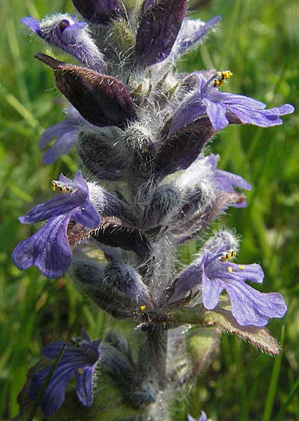 Ajuga reptans \ Kriechender Gnsel / Bugle, D Spessart, Steinau 6.5.2006