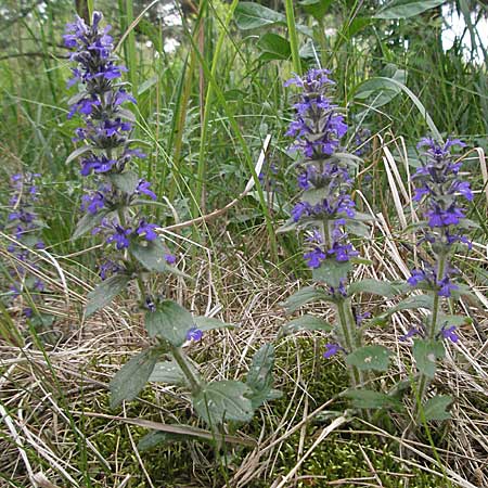 Ajuga genevensis \ Genfer Gnsel, Heide-Gnsel / Blue Bugle, D Viernheim 24.5.2006