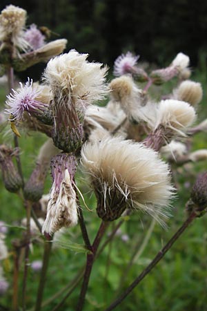 Cirsium arvense \ Acker-Kratzdistel / Creeping Thistle, D Eberbach 21.7.2012