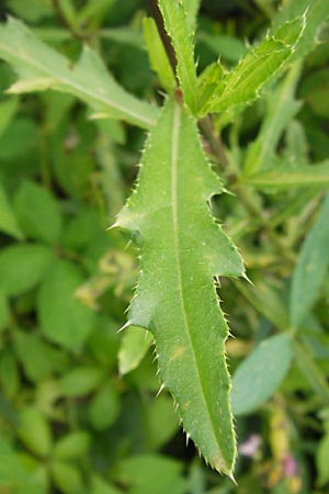 Cirsium arvense \ Acker-Kratzdistel / Creeping Thistle, D Eberbach 21.7.2012