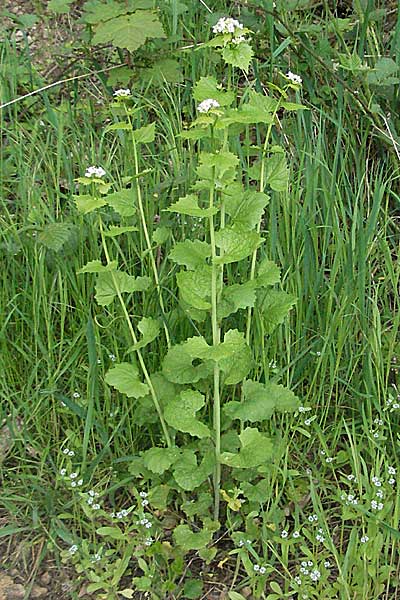 Alliaria petiolata \ Knoblauch-Rauke, Knoblauch-Hederich, D Bensheim 29.4.2006