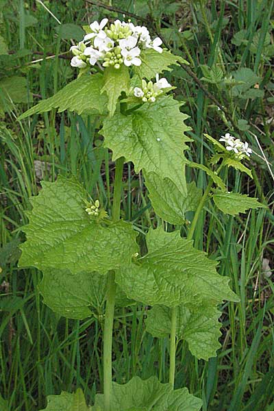 Alliaria petiolata \ Knoblauch-Rauke, Knoblauch-Hederich / Garlic Mustard, D Bensheim 29.4.2006