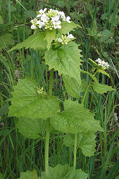 Alliaria petiolata \ Knoblauch-Rauke, Knoblauch-Hederich, D Bensheim 29.4.2006