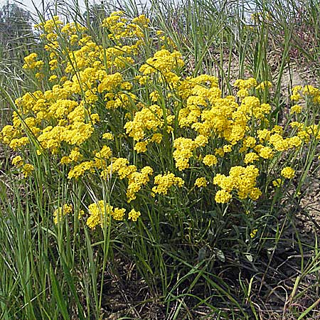 Aurinia saxatilis subsp. saxatilis \ Felsen-Steinkraut / Basket of Gold, Goldentuft Alyssum, D Bruchsal 7.5.2006