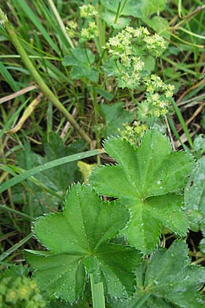 Alchemilla monticola \ Bergwiesen-Frauenmantel / Mountain Lady's Mantle, D Odenwald, Unterabtsteinach 20.5.2006