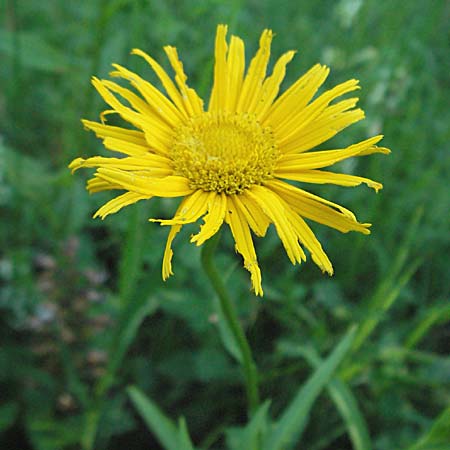 Pentanema salicinum \ Weidenblttriger Alant, D Bensheim 13.6.2006