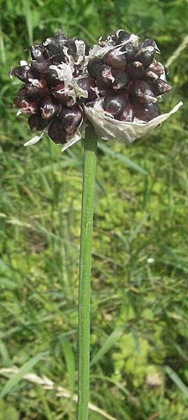 Allium scorodoprasum \ Schlangen-Lauch / Sand Leek, D Lampertheim 15.6.2006