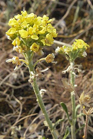 Alyssum montanum subsp. gmelinii / Mountain Alison, Mountain Madwort, D Sandhausen 23.4.2007