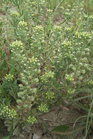 Alyssum alyssoides / Small Alison, Pale Madwort, D Viernheim 26.5.2007