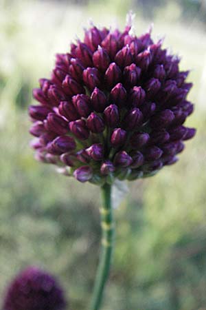 Allium sphaerocephalon \ Kugel-Lauch, D Sandhausen 19.6.2007