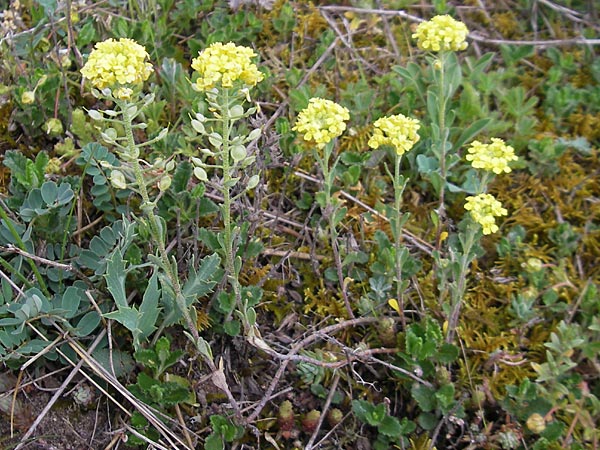 Alyssum montanum subsp. gmelinii \ Gmelins Berg-Steinkraut / Mountain Alison, Mountain Madwort, D Karlstadt 1.5.2010