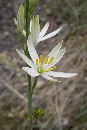 Anthericum liliago \ Astlose Graslilie, D Idar-Oberstein 14.5.2011