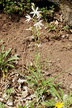 Anthericum liliago \ Astlose Graslilie / St. Bernard's Lily, D Idar-Oberstein 14.5.2011