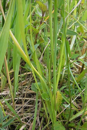 Allium oleraceum / Field Garlic, D Murnau 20.6.2011